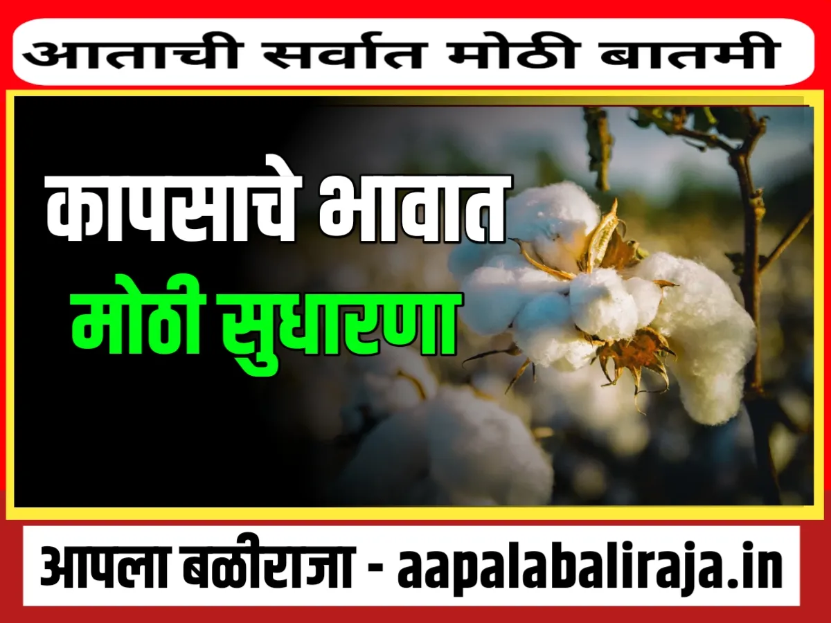 Cotton Rate : आजचे कापसाचे भाव 30 ऑक्टोबर 2023 महाराष्ट्र