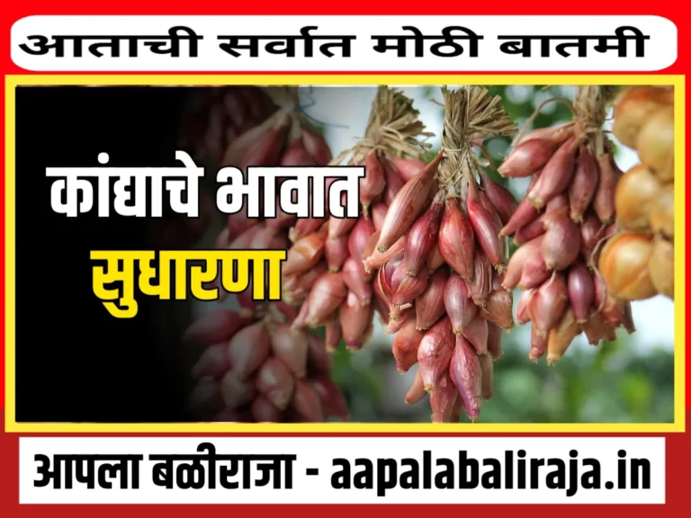 Onions Rate : आजचे कांद्याचे भाव 12 ऑक्टोबर 2023 महाराष्ट्र