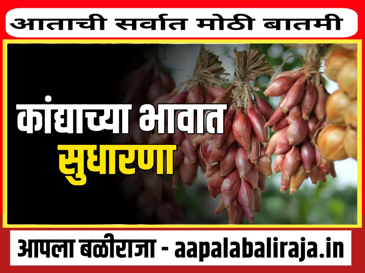 Onions Rate : आजचे कांद्याचे भाव 13 ऑक्टोबर 2023 महाराष्ट्र