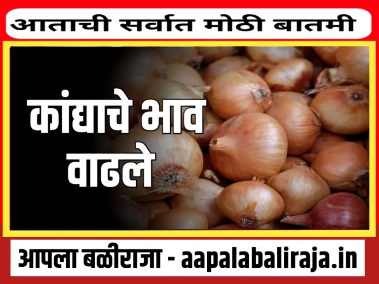 Onions Rate : आजचे कांद्याचे भाव 11 ऑक्टोबर 2023 महाराष्ट्र