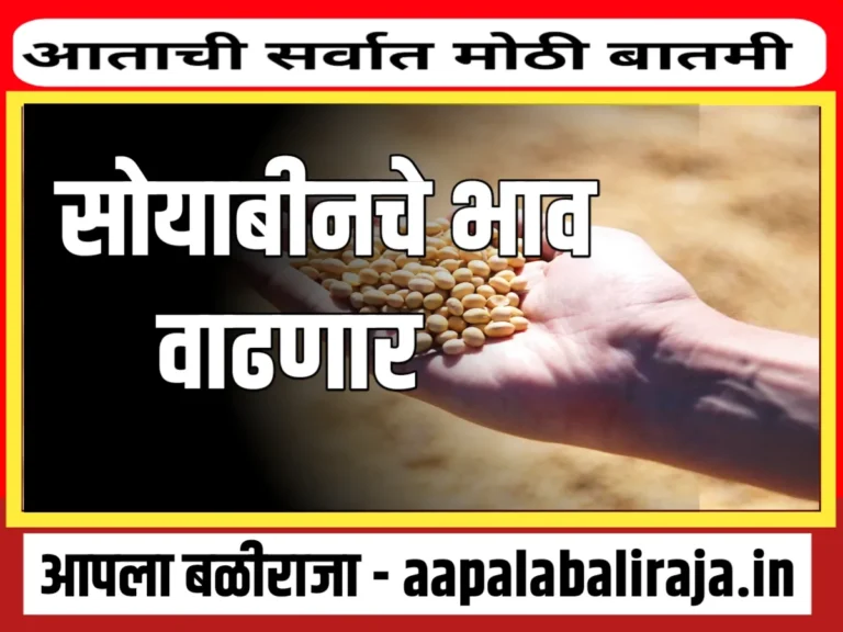 Soybean Rate : आजचे सोयाबीनचे दर 11 ऑक्टोबर 2023 महाराष्ट्र