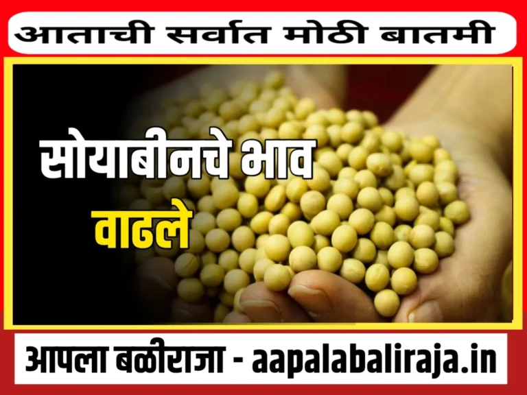 Soybean Rate : आजचे सोयाबीनचे भाव 12 ऑक्टोबर 2023 महाराष्ट्र