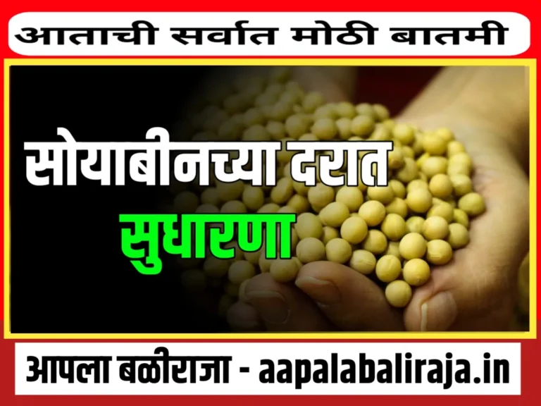 Soybean Rate : आजचे सोयाबीनचे भाव 13 ऑक्टोबर 20023 महाराष्ट्र