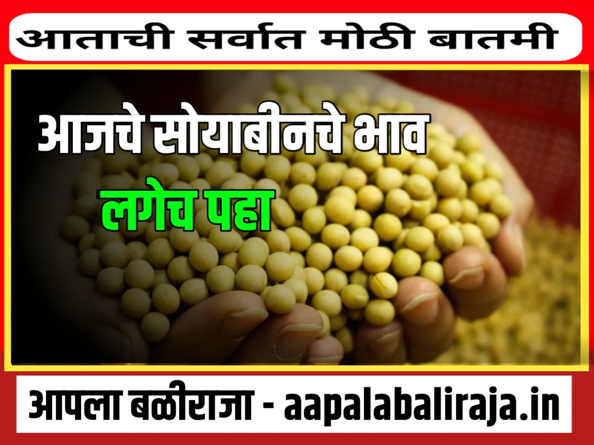 Soybean Rate : आजचे सोयाबीनचे भाव 23 ऑक्टोबर 2023 महाराष्ट्र