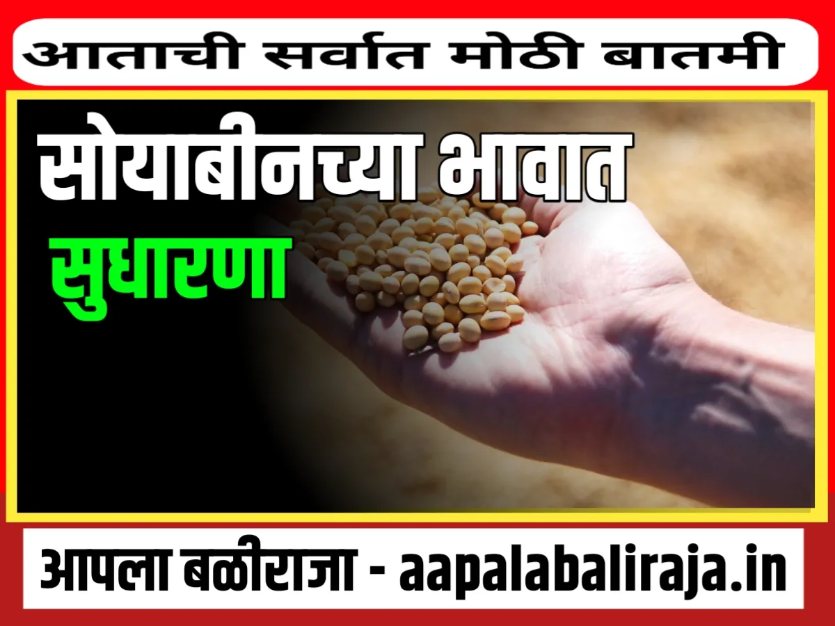 Soybean Rate : आजचे सोयाबीनचे भाव 30 ऑक्टोबर 2023 महाराष्ट्र