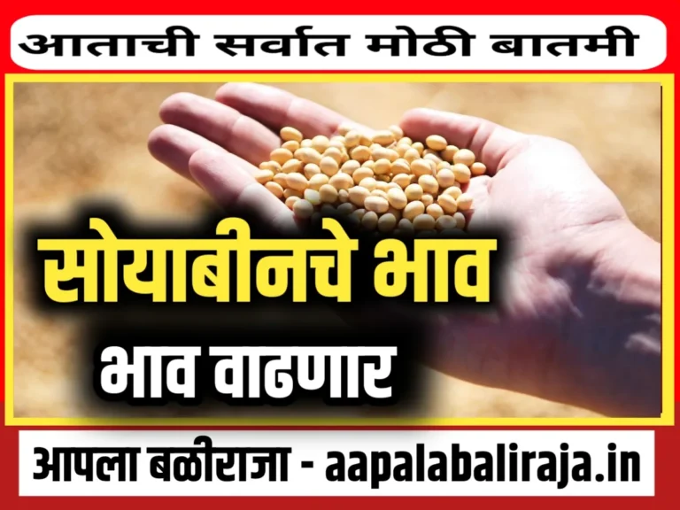 Soybean Rate : सोयाबीनचे भाव वाढणार का ?