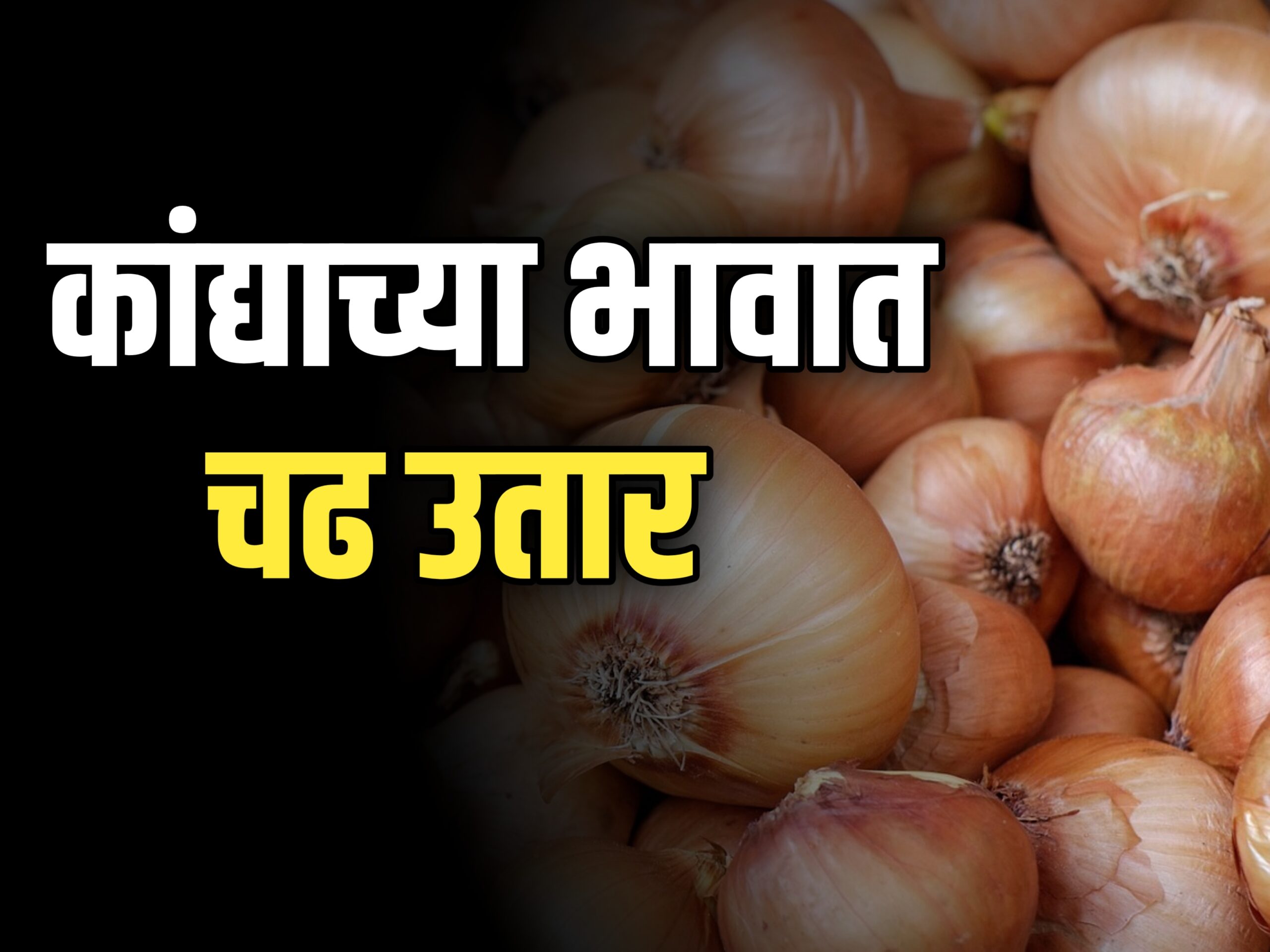 Onions Rate : आजचे कांद्याचे भाव 20 नोव्हेंबर 2023 महाराष्ट्र