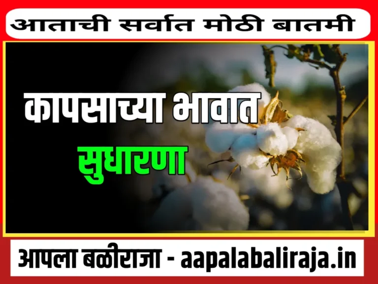 Cotton Rate : आजचे कांद्याचे भाव 2 नोव्हेंबर 2023 महाराष्ट्र