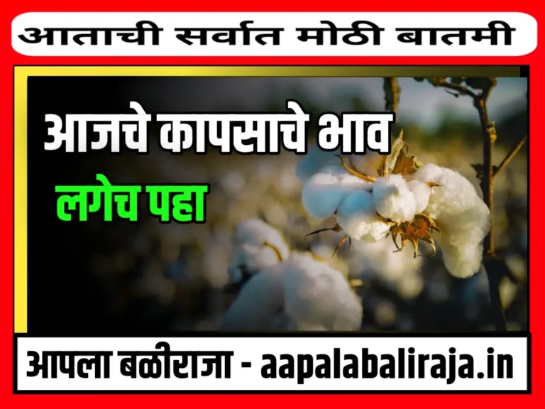 Cotton Rate : आजचे कापसाचे भाव 11 नोव्हेंबर 2023 महाराष्ट्र