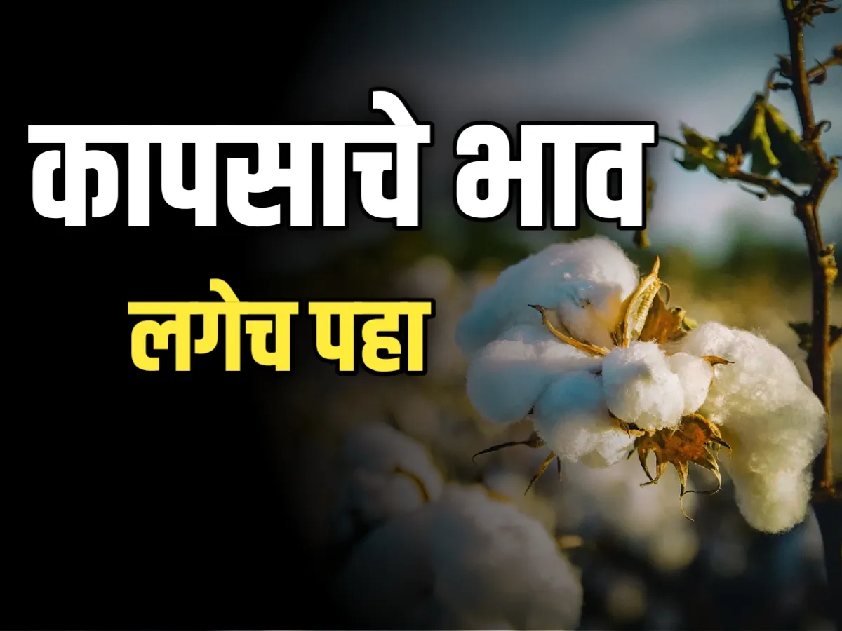 Cotton Rate : आजचे कापसाचे भाव 20 नोव्हेंबर 2023 महाराष्ट्र