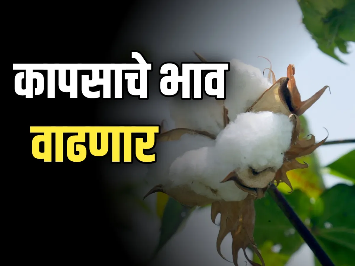 Cotton Rate : आजचे कापसाचे भाव 22 नोव्हेंबर 2023 महाराष्ट्र