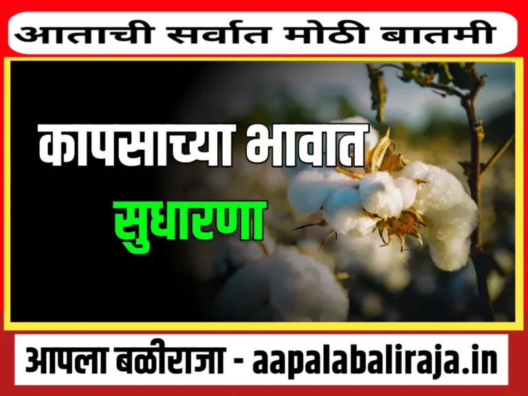 Cotton Rate : आजचे कापसाचे भाव 11 नोव्हेंबर 2023 महाराष्ट्र