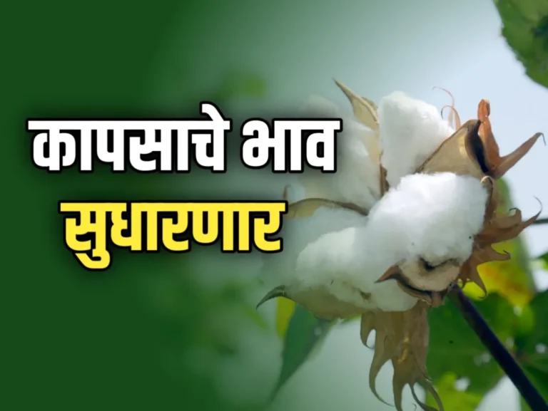 Cotton Rate : आजचे कापसाचे भाव 23 नोव्हेंबर 2023 महाराष्ट्र