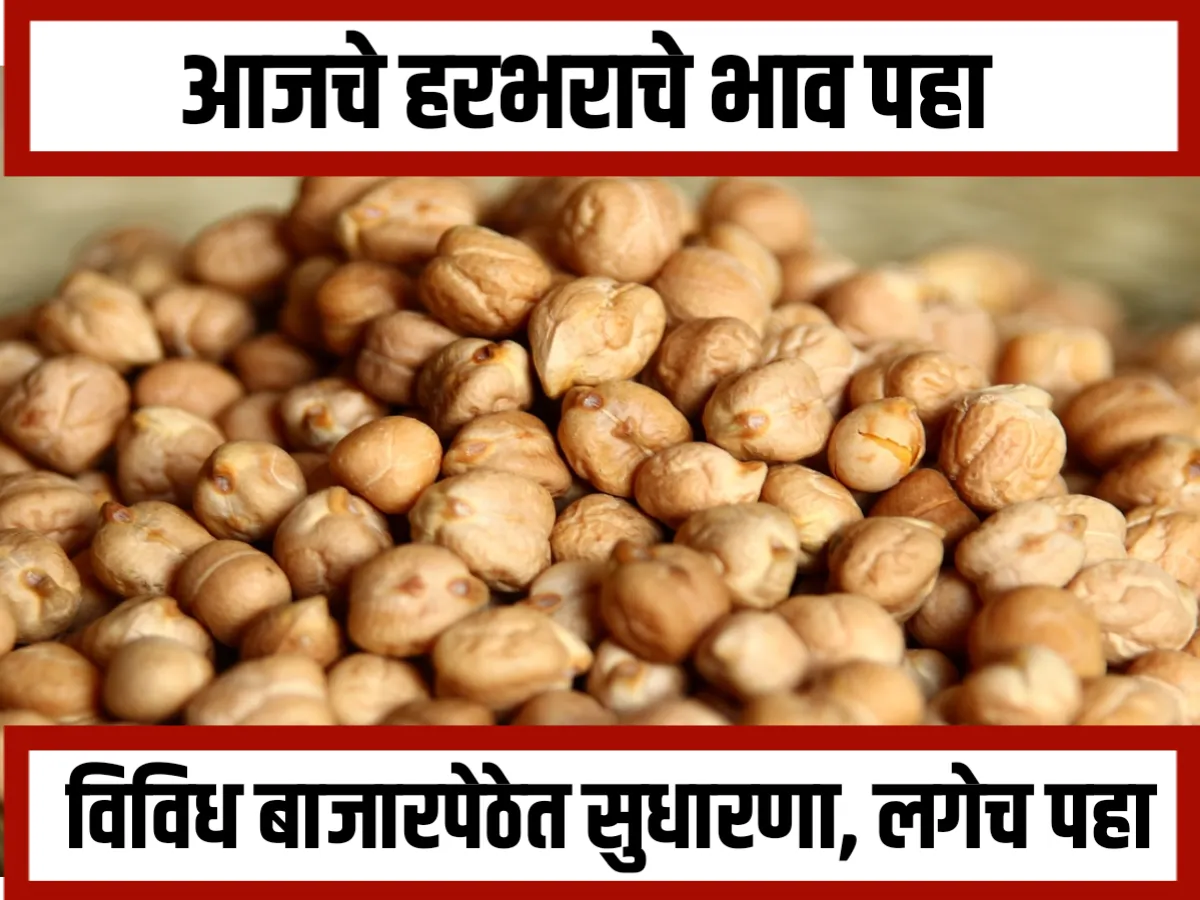 Chana Rate : आजचे हरभराचे भाव 30 नोव्हेंबर 2023 महाराष्ट्र