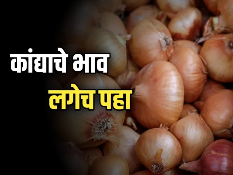 Onions Rate : महाराष्ट्रातील विभिन्न बाजार समिती मधील कांद्याचे दर 17 नोव्हेंबर 2023