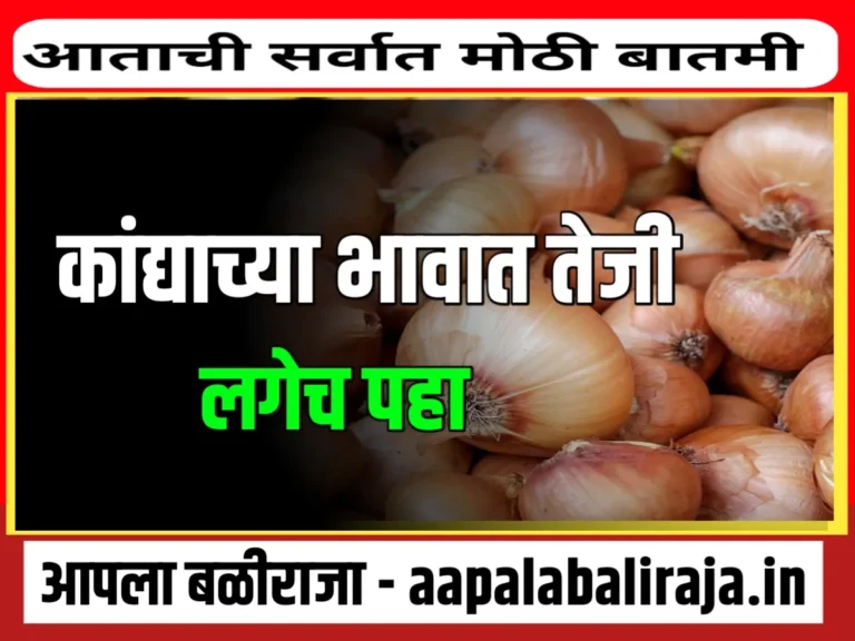 Onions Rate : आजचे कांद्याचे भाव 2 नोव्हेंबर 2023 महाराष्ट्र