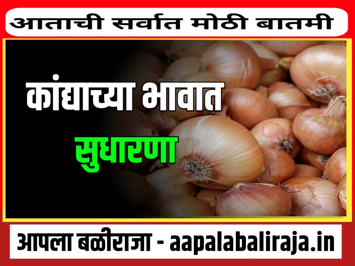 Onions Rate : आजचे कांद्याचे भाव 11 नोव्हेंबर 2023 महाराष्ट्र