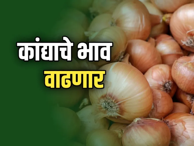 Onions Rate : आजचे कांद्याचे भाव 23 नोव्हेंबर 2023 महाराष्ट्र