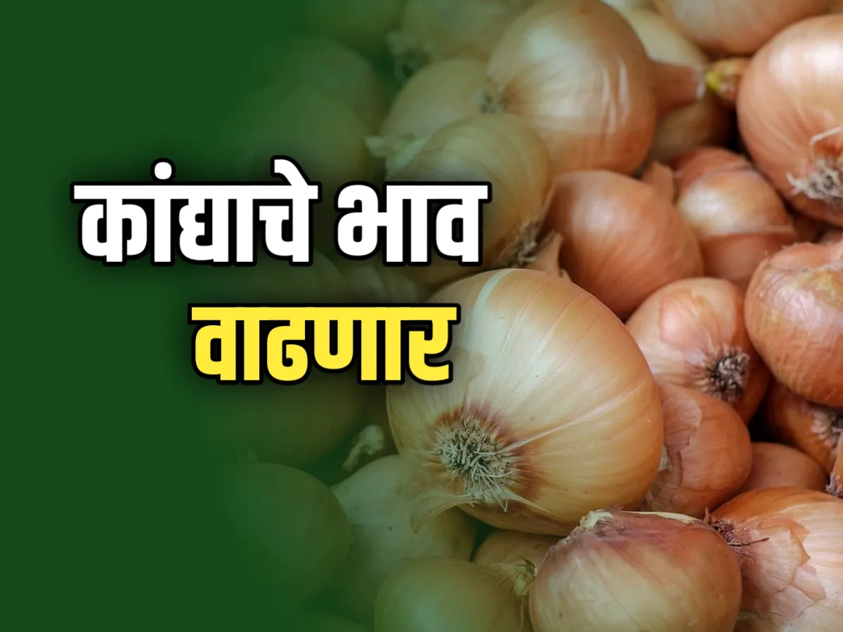 Onions Rate : आजचे कांद्याचे भाव 23 नोव्हेंबर 2023 महाराष्ट्र