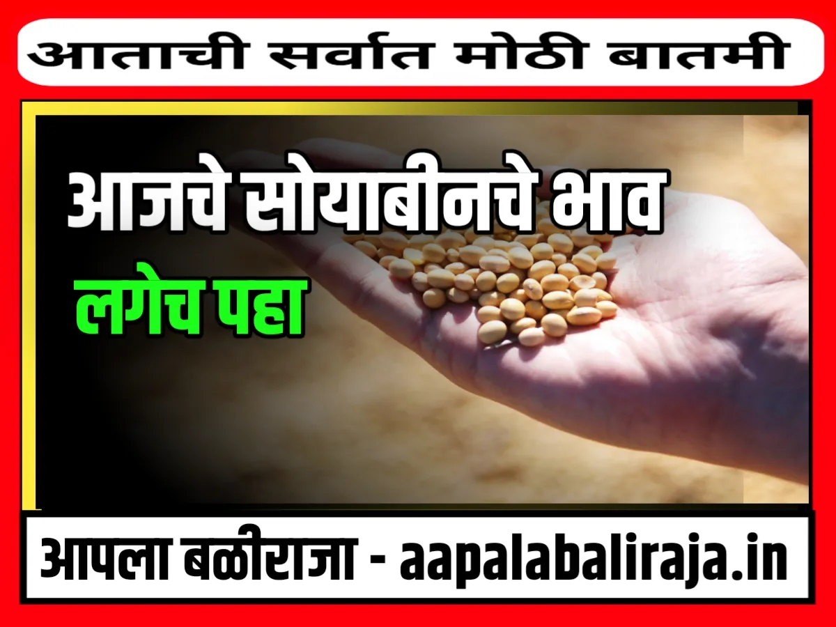 Soybean Rate : आजचे सोयाबीनचे भाव 3 नोव्हेंबर 2023 महाराष्‍ट्र