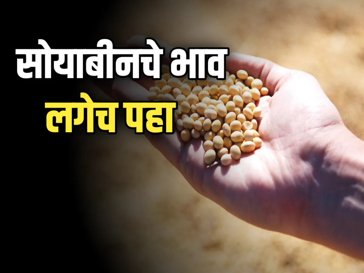 Soybean Rate : महाराष्ट्रातील बाजार समिती मधील सोयाबीनचे दर 17 नोव्हेबर 2023