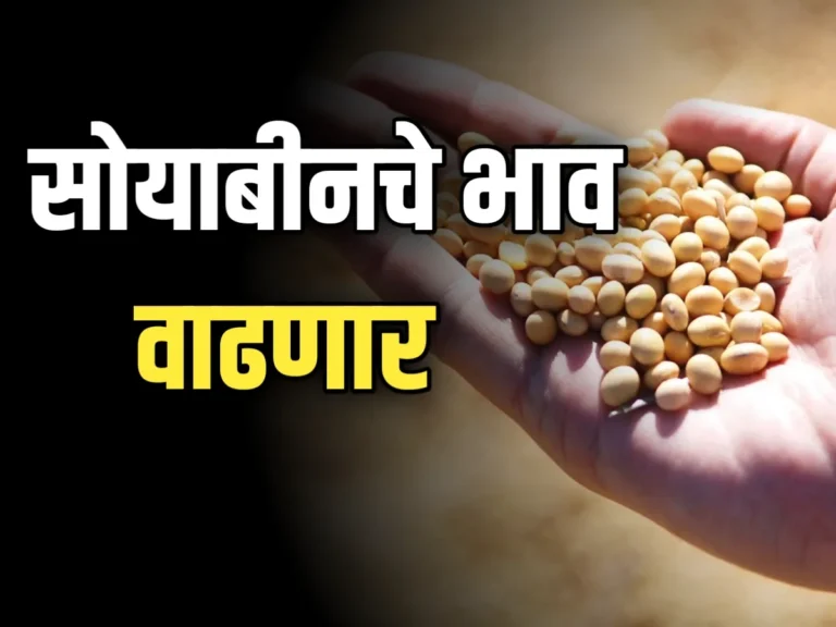 Soybean Rate : आजचे सोयाबीनचे भाव 20 नोव्हेंबर 2023 महाराष्ट्र