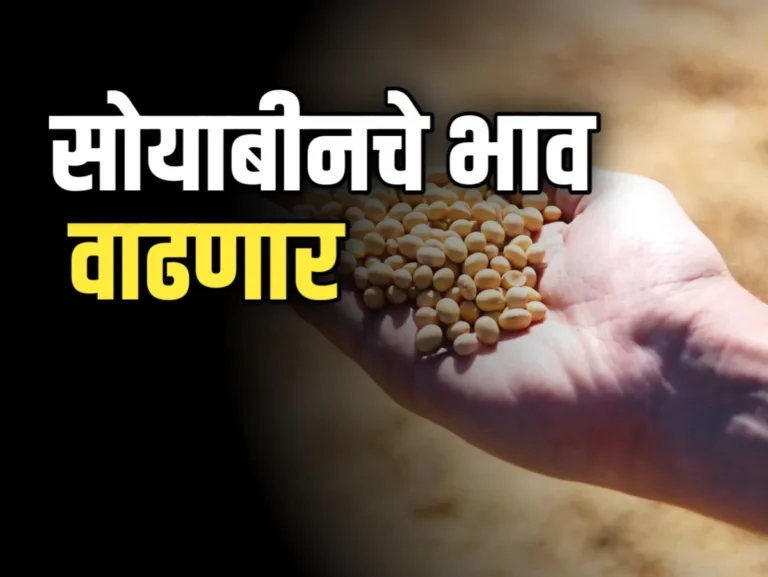 Soybean Rate : आजचे सोयाबीनचे भाव 22 नोव्हेंबर 2023 महाराष्ट्र