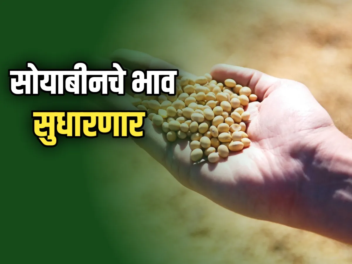 Soybean Rate : आजचे सोयाबीनचे भाव 23 नोव्हेंबर 2023 महाराष्ट्र