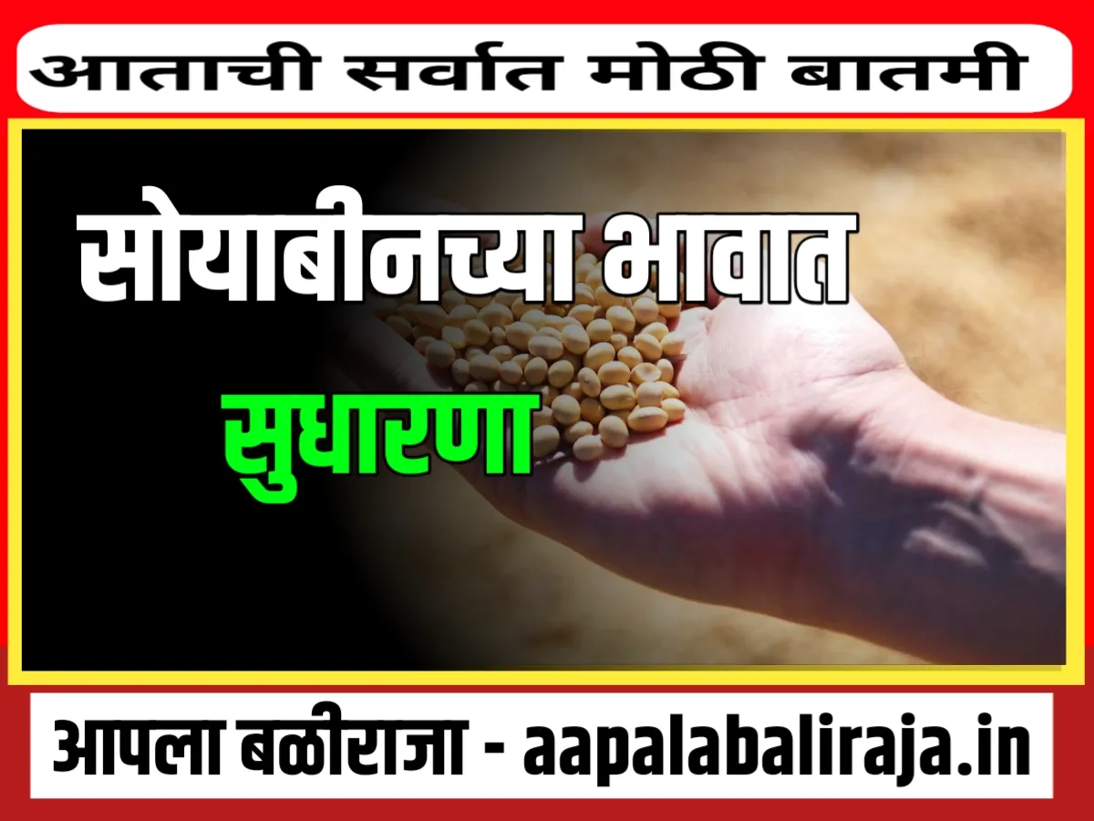 Soybean Rate : आजचे सोयाबीनचे भाव 11 नोव्हेंबर 2023 महाराष्ट्र