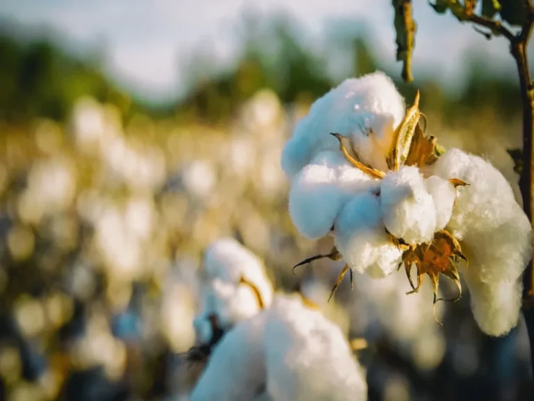 Cotton Rate : आजचे कापसाचे भाव 4 नोव्हेंबर 2023 महाराष्ट्र