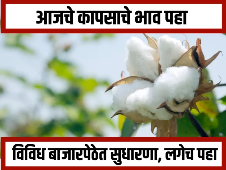 Cotton Rate : आजचे कापसाचे भाव 30 नोव्हेंबर 2023 महाराष्ट्र