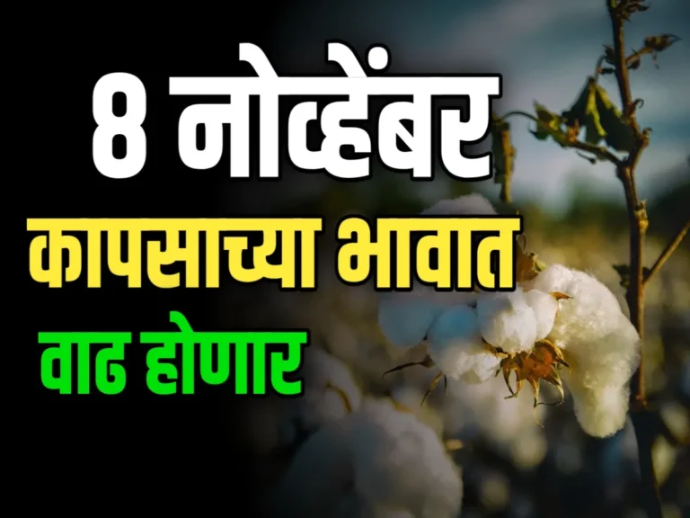 Cotton Rate : आजचे कापसाचे भाव 8 नोव्हेंबर 2023 महाराष्ट्र