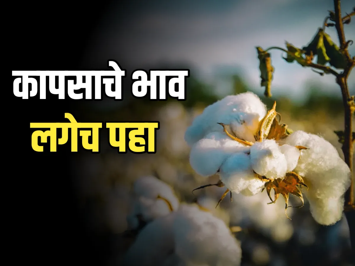 Cotton Rate : आजचे कापसाचे भाव 17 नोव्हेंबर 2023 महाराष्ट्र