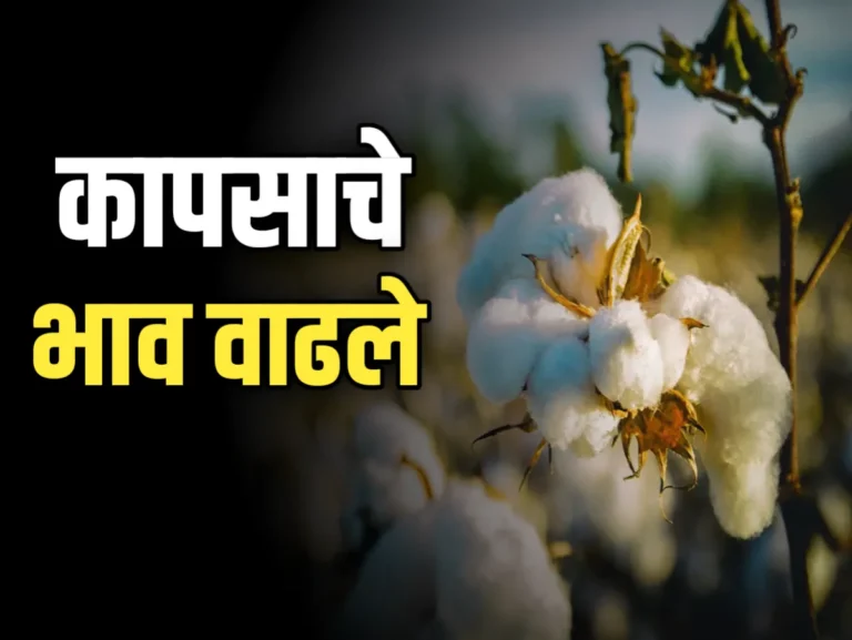 Cotton Rate : आजचे कापसाचे भाव 18 नोव्हेंबर 2023 महाराष्ट्र