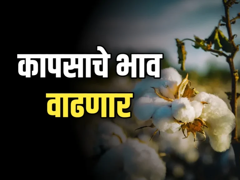 Cotton Rate : आजचे कापसाचे भाव 21 नोव्हेंबर 2023 महाराष्ट्र