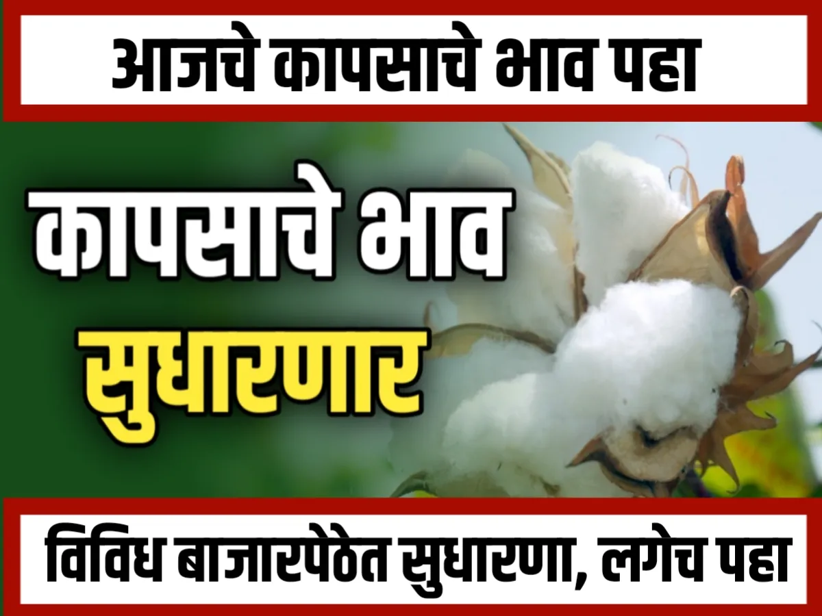 Cotton Rate : आजचे कापसाचे भाव 24 नोव्हेंबर 2024 महाराष्ट्र