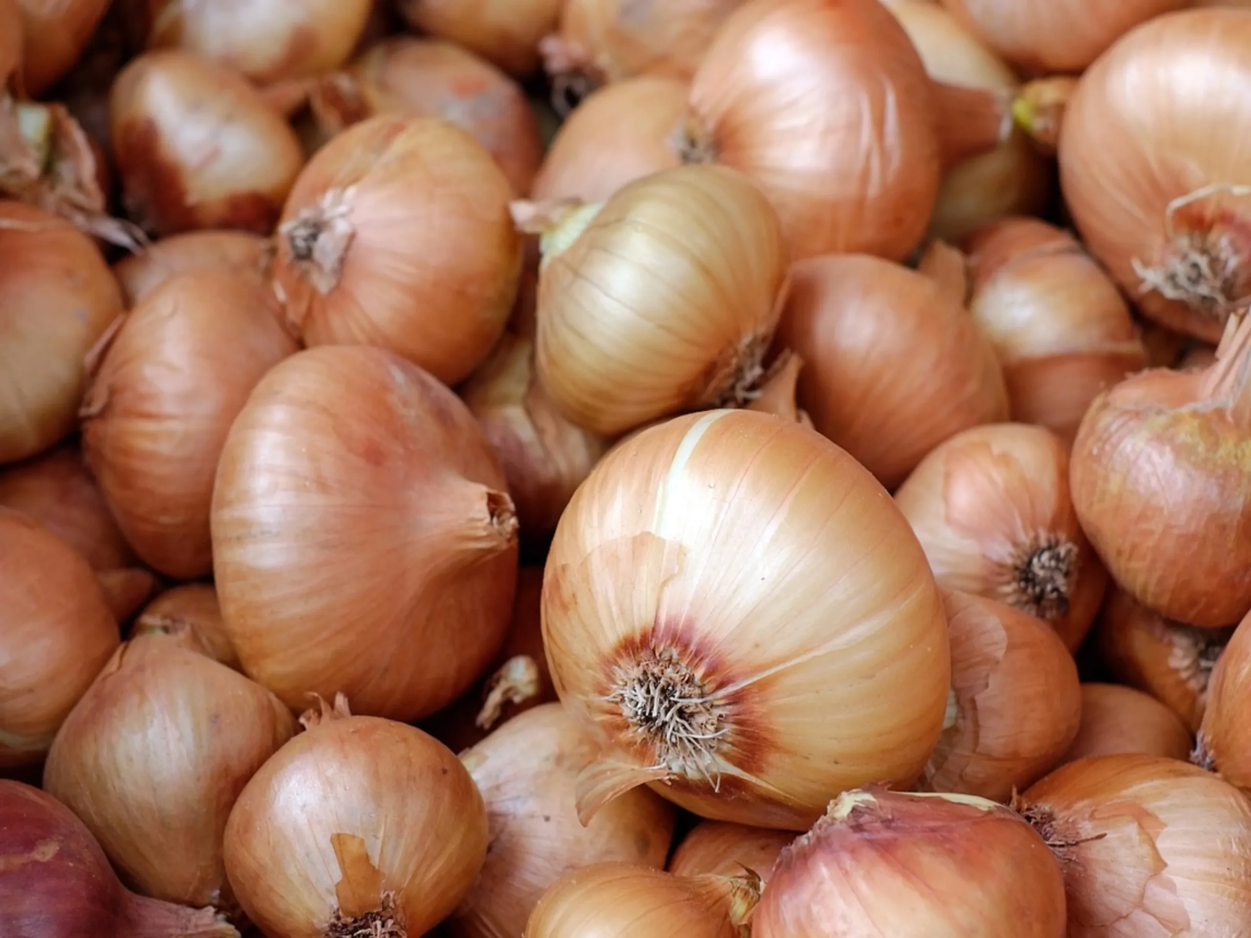 Onions Rate : आजचे कांद्याचे बाजार भाव 4 नोव्हेंबर 2023 महाराष्ट्र