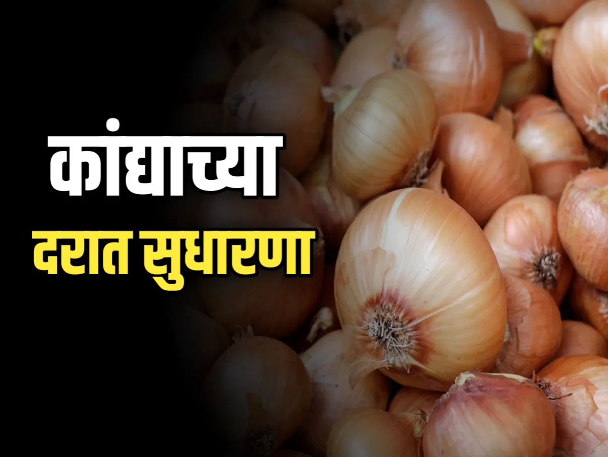 Onions Rate : आजचे कांद्याचे भाव 18 नोव्हेंबर 2023 महाराष्ट्र