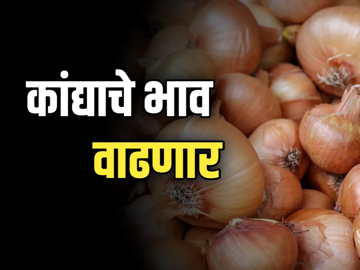 Onions Rate : आजचे कांद्याचे भाव 21 नोव्हेंबर 2023 महाराष्ट्र