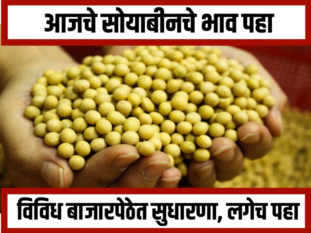 Soybean Rate : आजचे सोयाबीनचे भाव 30 नोव्हेंबर 2023 महाराष्ट्र