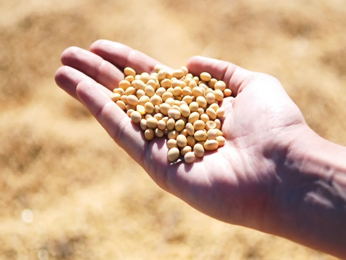 Soybean Rate : आजचे सोयाबीनचे भाव 4 नोव्हेंबर 2023 महाराष्ट्र