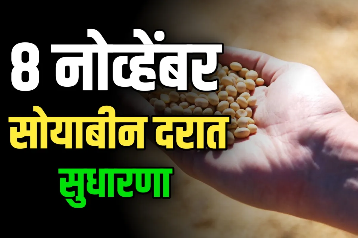 Soybean Rate : आजचे सोयाबीनचे भाव 8 नोव्हेंबर 2023 महाराष्ट्