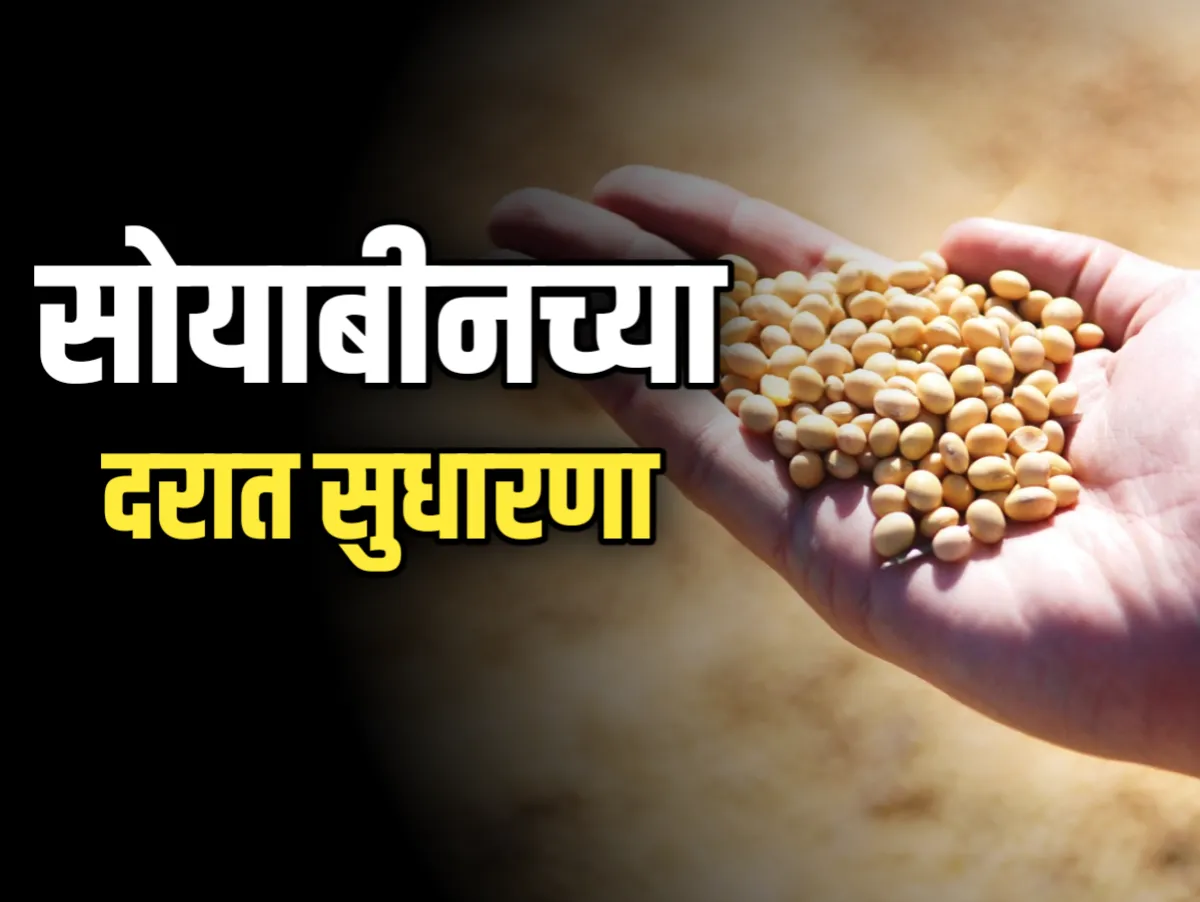 Soybean Rate : आजचे सोयाबीनचे भाव 18 नोव्हेंबर 2023 महाराष्ट्र