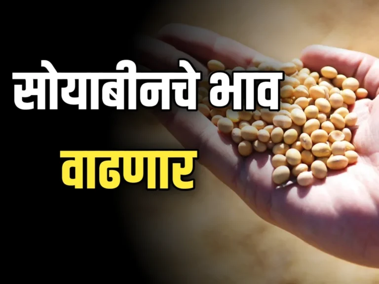 Soybean Rate : आजचे सोयाबीनचे भाव 21 नोव्हेंबर 2023 महाराष्ट्र