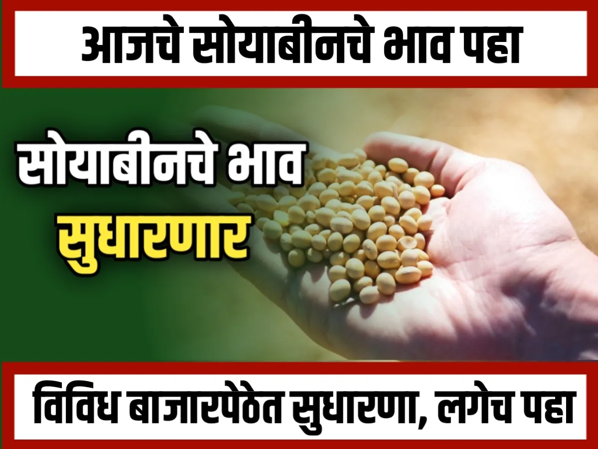 Soybean Rate : आजचे सोयाबीनचे भाव 24 नोव्हेंबर 2023 महाराष्ट्र