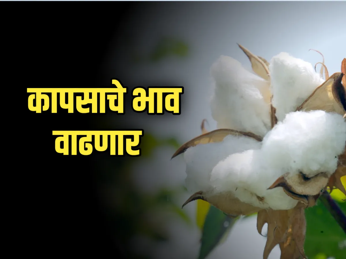 Cotton Rate : आजचे कापसाचे भाव 7 डिसेंबर 2023 महाराष्ट्र