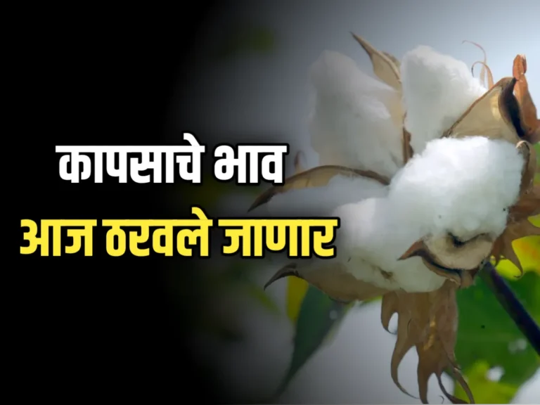 Cotton Advisory : कापसावरती होणार सविस्तर चर्चा सुरु