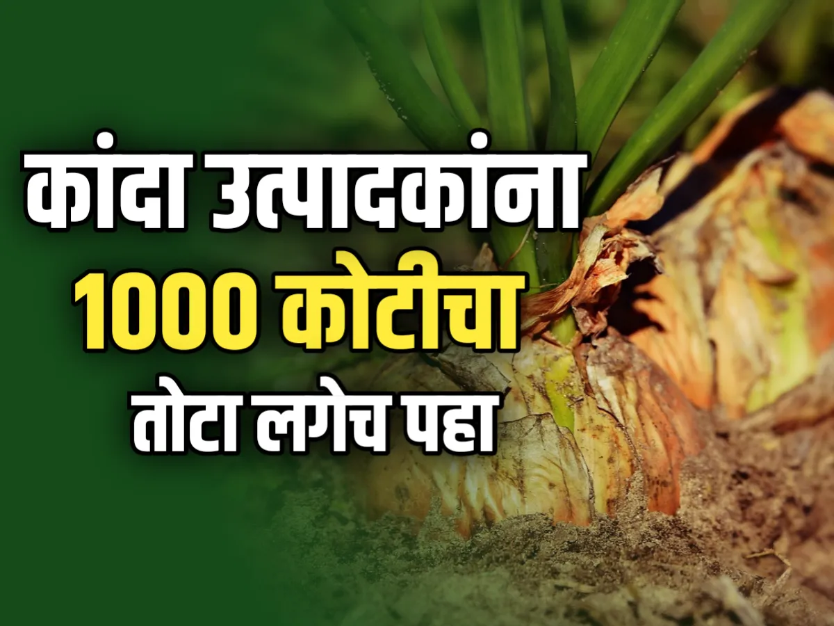 Onions Rate : कांदा उत्पादक शेतकऱ्यांना 1000 कोटी पर्यत मोठा फटका