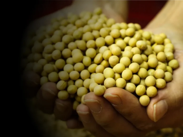 Soybean Rate : आजचे सोयाबीनचे भाव 1 डिसेंबर 2023 महाराष्ट्र