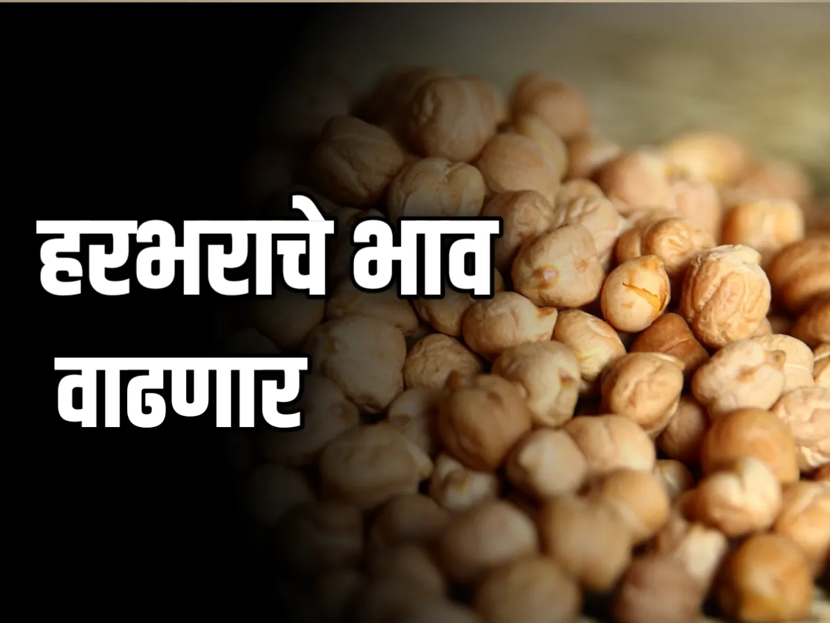 Chana Rate : आजचे हरभराचे भाव 7 डिसेंबर 2023 महाराष्ट्र